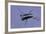 Gerris Lacustris (Common Pond Skater)-Paul Starosta-Framed Photographic Print