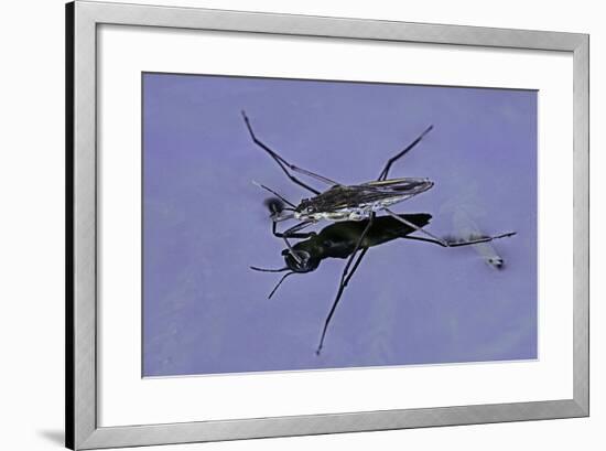 Gerris Lacustris (Common Pond Skater)-Paul Starosta-Framed Photographic Print