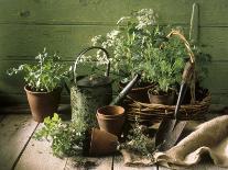 Still Life with Various Herbs in Pots-Gerrit Buntrock-Mounted Photographic Print