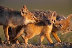 Adult Swift foxes caring for pup at den, Montana, USA-Gerrit Vyn-Photographic Print