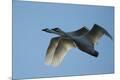 Premium Photographic Print