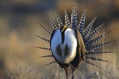 Strutting Male Gunnison Sage-Grouse (Centrocercus Minimus). Gunnison County, Colorado, USA, April-Gerrit Vyn-Photographic Print