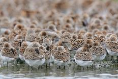 Western Sandpipers and Dunlin roosting, Washington, USA-Gerrit Vyn-Photographic Print
