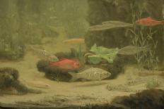 Gold and Silver Fish Swimming in an Aquarium-Gerrit Willem Dijsselhof-Framed Art Print