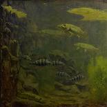 Gold and Silver Fish Swimming in an Aquarium-Gerrit Willem Dijsselhof-Framed Art Print