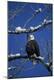 Premium Photographic Print