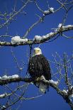 Bald Eagle, Chilkat River, Haines, Alaska, USA-Gerry Reynolds-Photographic Print