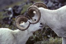 Dall Sheep, Dall Ram, Wildlife, Denali National Park, Alaska, USA-Gerry Reynolds-Photographic Print