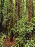 Muir Woods National Monument, Redwood Forest, California, Usa-Gerry Reynolds-Photographic Print