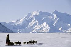 Dall Sheep, Dall Ram, Wildlife, Denali National Park, Alaska, USA-Gerry Reynolds-Photographic Print