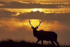 Bull Caribou Wildlife, Denali National Park, Alaska, USA-Gerry Reynolds-Photographic Print