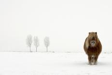 The Cold Pony-Gert Van Den-Photographic Print