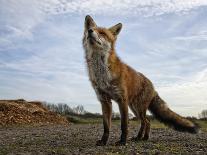 The Curious Fox-Gert Van-Photographic Print