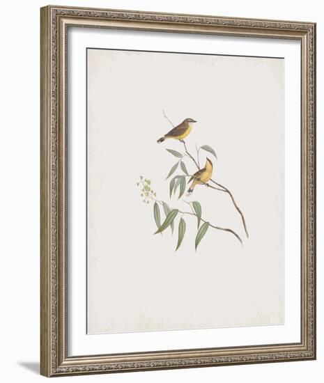 Gerygone Albogularis-John Gould-Framed Giclee Print