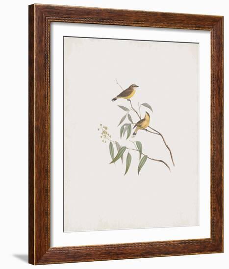 Gerygone Albogularis-John Gould-Framed Giclee Print