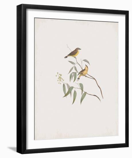 Gerygone Albogularis-John Gould-Framed Giclee Print