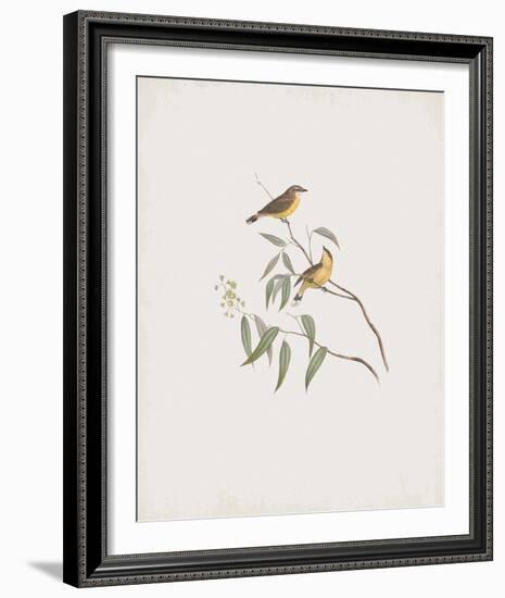 Gerygone Albogularis-John Gould-Framed Giclee Print