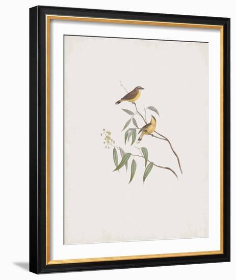 Gerygone Albogularis-John Gould-Framed Giclee Print