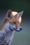 Urban Red Fox (Vulpes Vulpes) Portrait, with Light Behind, London, June 2009-Geslin-Laminated Photographic Print