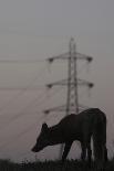 Urban Red Fox (Vulpes Vulpes) Silhouetted with an Electricity Pylon in the Distance-Geslin-Photographic Print