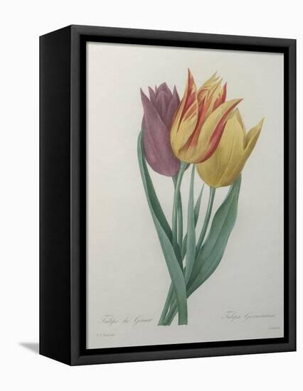 Gesner Tulip-Pierre-Joseph Redoute-Framed Stretched Canvas