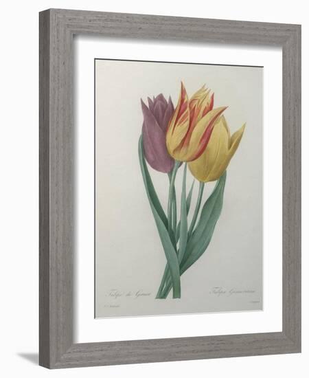 Gesner Tulip-Pierre-Joseph Redoute-Framed Art Print