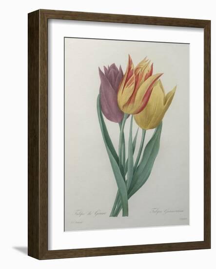 Gesner Tulip-Pierre-Joseph Redoute-Framed Art Print