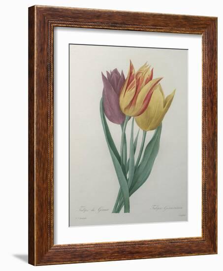 Gesner Tulip-Pierre-Joseph Redoute-Framed Art Print