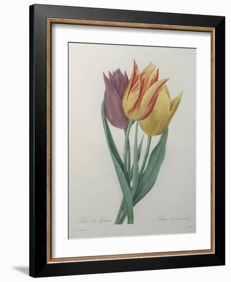 Gesner Tulip-Pierre-Joseph Redoute-Framed Art Print