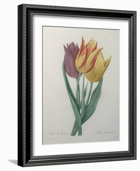 Gesner Tulip-Pierre-Joseph Redoute-Framed Art Print