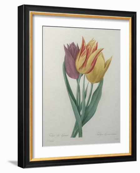 Gesner Tulip-Pierre-Joseph Redoute-Framed Art Print