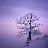 Snowy Tree in A Winter Twilight-gestockphoto-Mounted Photographic Print
