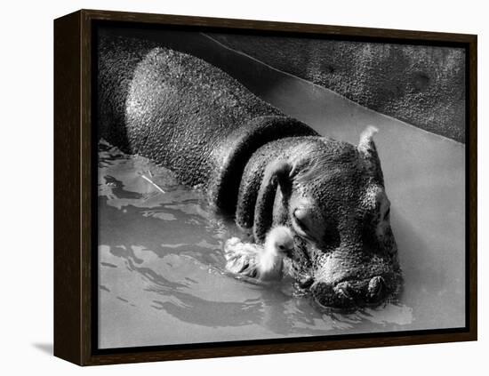 Getting on Swimmingly, Tommy the Gosling and Esme the Hippo, March 1973-null-Framed Premier Image Canvas