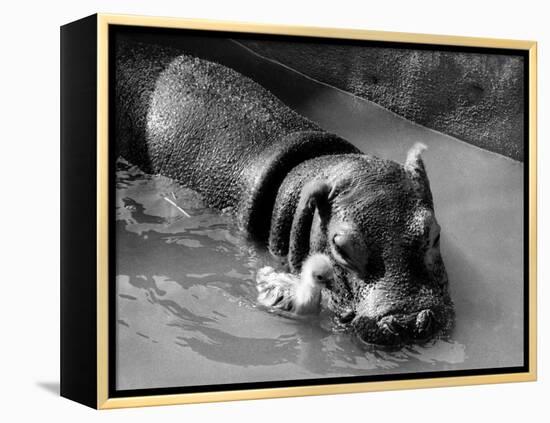 Getting on Swimmingly, Tommy the Gosling and Esme the Hippo, March 1973-null-Framed Premier Image Canvas