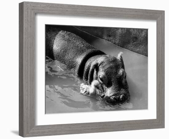 Getting on Swimmingly, Tommy the Gosling and Esme the Hippo, March 1973-null-Framed Photographic Print