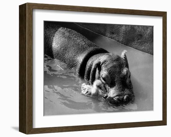 Getting on Swimmingly, Tommy the Gosling and Esme the Hippo, March 1973-null-Framed Photographic Print