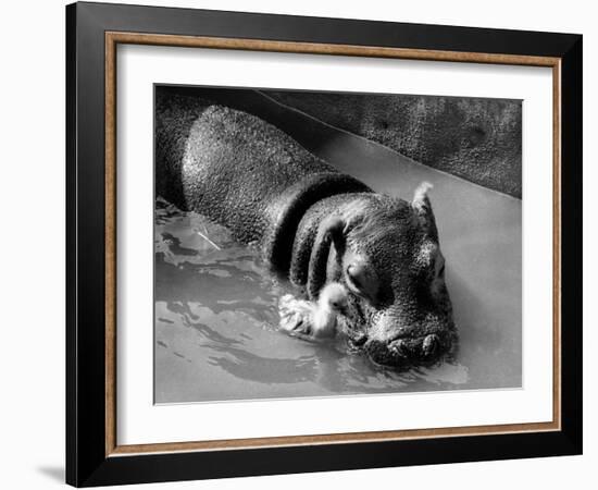 Getting on Swimmingly, Tommy the Gosling and Esme the Hippo, March 1973-null-Framed Photographic Print