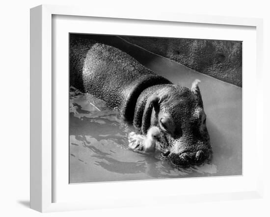 Getting on Swimmingly, Tommy the Gosling and Esme the Hippo, March 1973-null-Framed Photographic Print