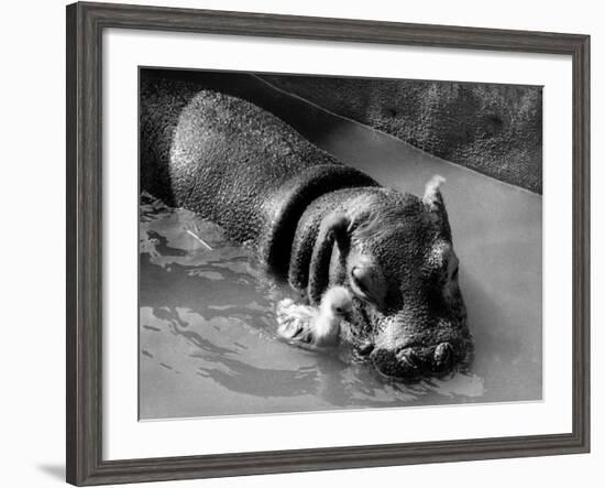 Getting on Swimmingly, Tommy the Gosling and Esme the Hippo, March 1973-null-Framed Photographic Print