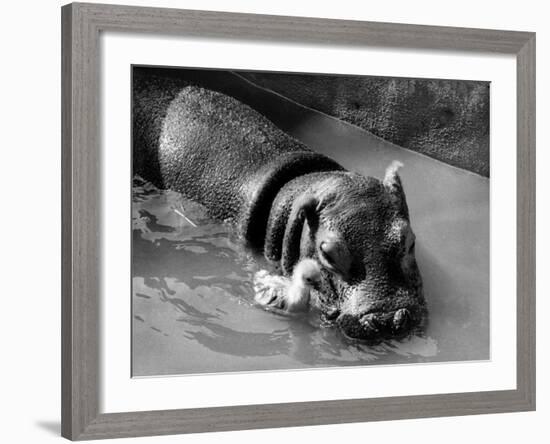 Getting on Swimmingly, Tommy the Gosling and Esme the Hippo, March 1973-null-Framed Photographic Print