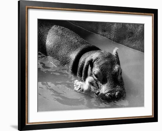 Getting on Swimmingly, Tommy the Gosling and Esme the Hippo, March 1973-null-Framed Photographic Print