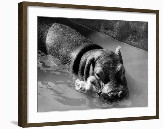 Getting on Swimmingly, Tommy the Gosling and Esme the Hippo, March 1973--Framed Photographic Print