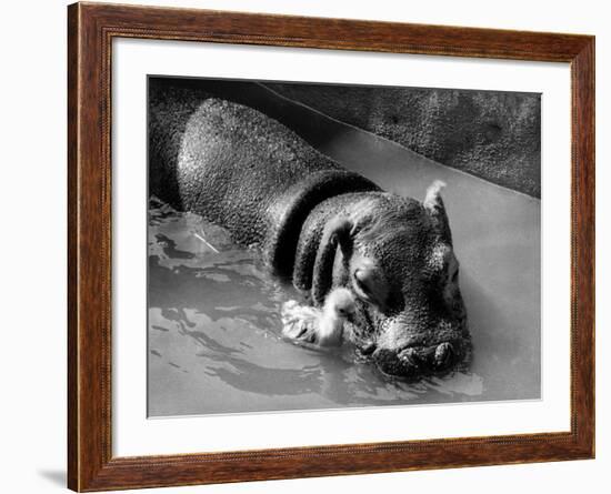 Getting on Swimmingly, Tommy the Gosling and Esme the Hippo, March 1973-null-Framed Photographic Print