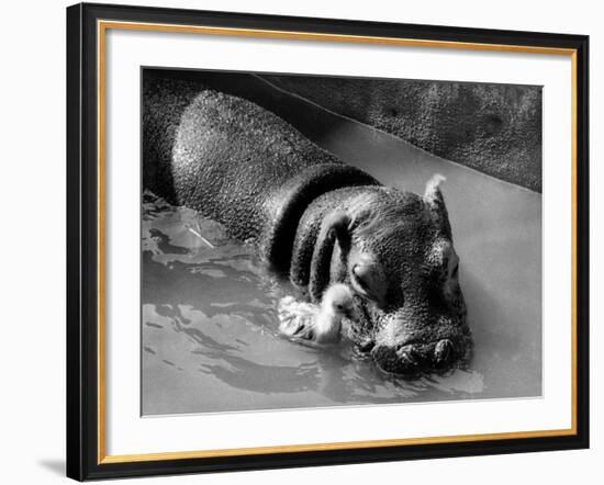 Getting on Swimmingly, Tommy the Gosling and Esme the Hippo, March 1973-null-Framed Photographic Print