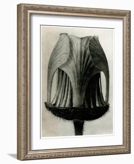 Geum Rivale. 1929 (Photogravure)-Karl Blossfeldt-Framed Giclee Print