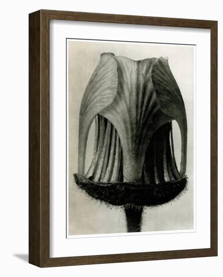 Geum Rivale. 1929 (Photogravure)-Karl Blossfeldt-Framed Giclee Print