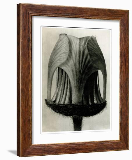 Geum Rivale. 1929 (Photogravure)-Karl Blossfeldt-Framed Giclee Print