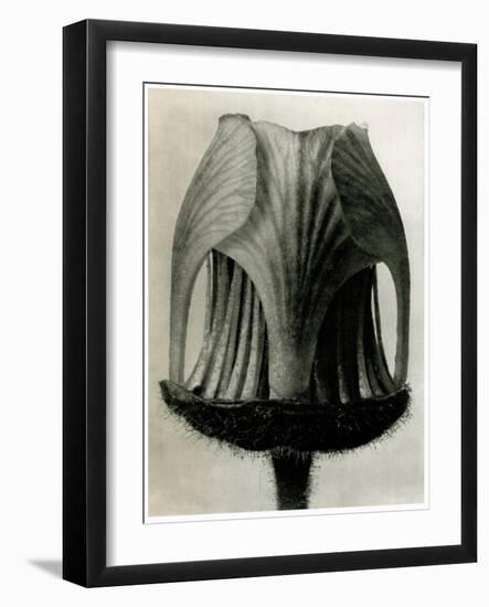 Geum Rivale. 1929 (Photogravure)-Karl Blossfeldt-Framed Giclee Print