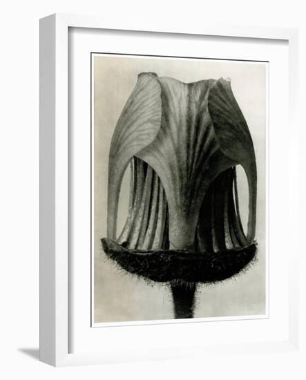 Geum Rivale. 1929 (Photogravure)-Karl Blossfeldt-Framed Giclee Print