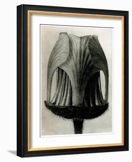 Geum Rivale. 1929 (Photogravure)-Karl Blossfeldt-Framed Giclee Print